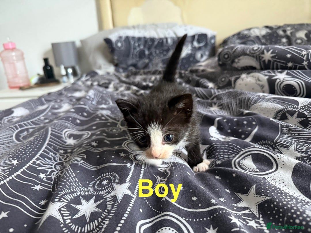 Domestic Shorthair cats for sale: 6 beautiful babies 5 boys and 1 girl - Image 7