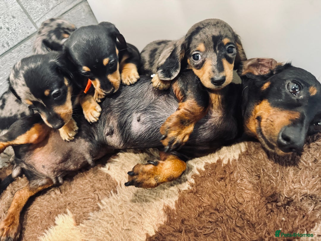 Miniature Dachshund dogs for sale: ✨ Adorabla Mini Kc PRA clear ready now  ✨✨ - Image 17