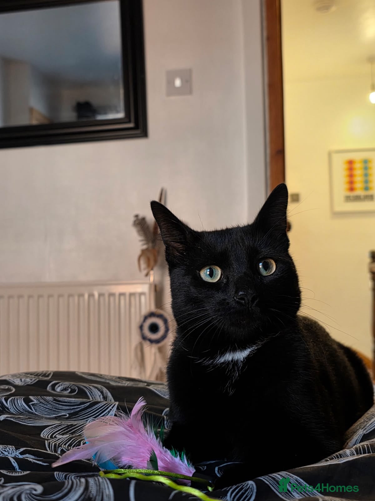 Domestic Shorthair cats Lucifer - Advert 2