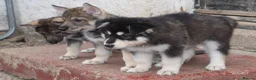 Northern Inuit dogs for sale: Last boy available from health tested parents - Advert 4
