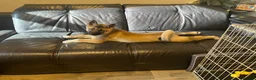 Huskita dogs for sale: Akita / Siberian husky - Advert 2
