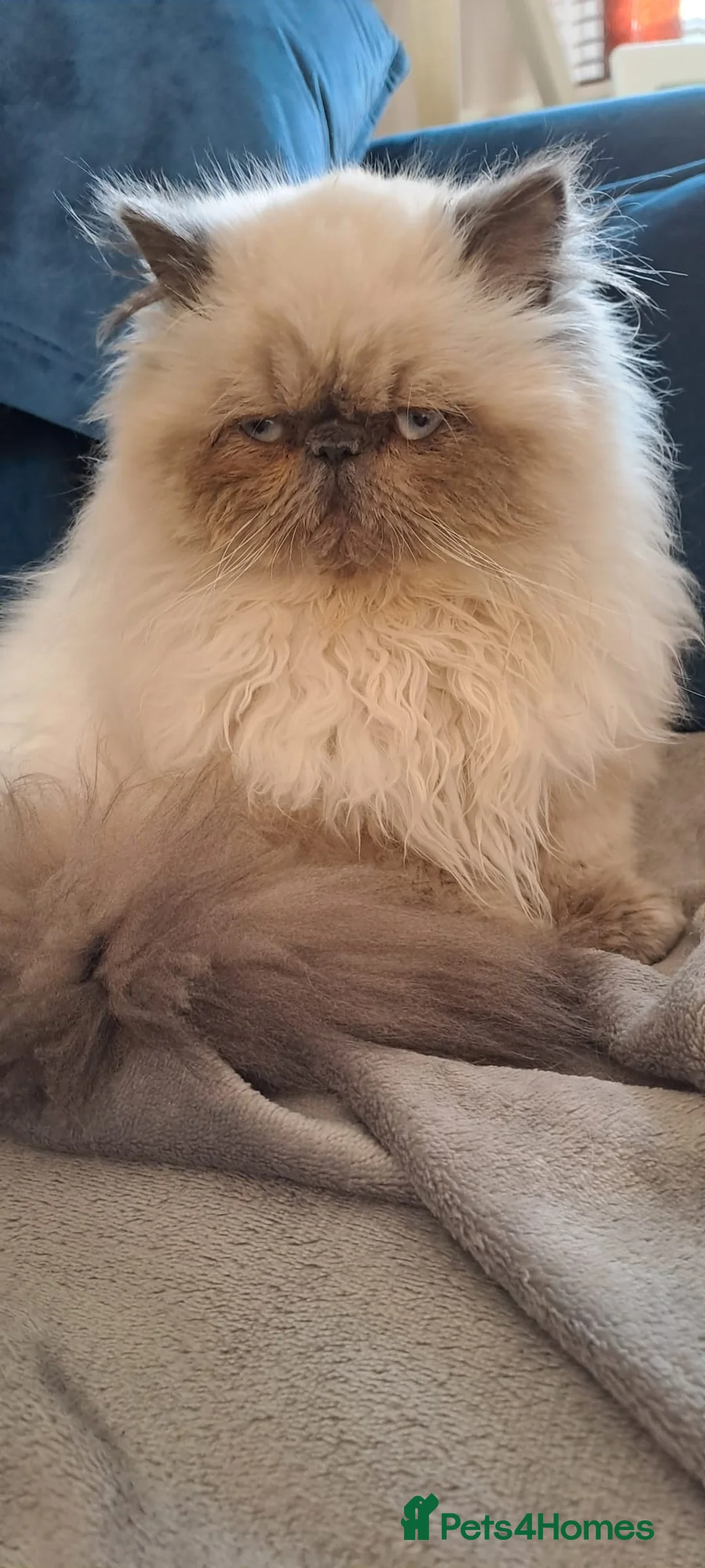 Himalayan cats for sale: Beautiful Persian Himalayan - Advert 3