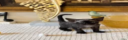 Devon Rex cats for sale: Superb quality Devon Babies TICA Registered  - Advert 12