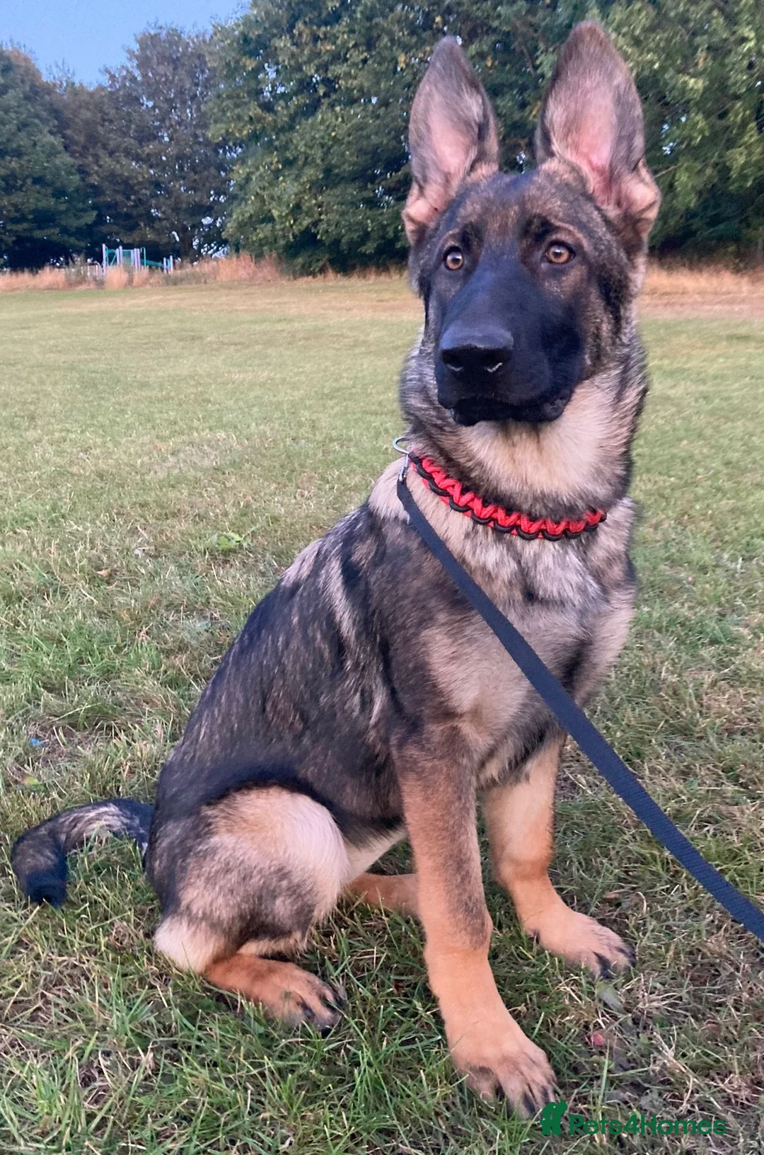 German Shepherd dogs for sale: Germ shepherd Czech girl for sale - Advert 4