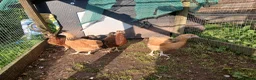 Chickens poultry for sale: Young pullets - Advert 2
