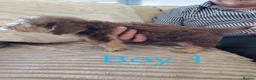 Norfolk Terrier dogs for sale: Norfolk Terrier Puppies  in Wellingborough - Advert 6