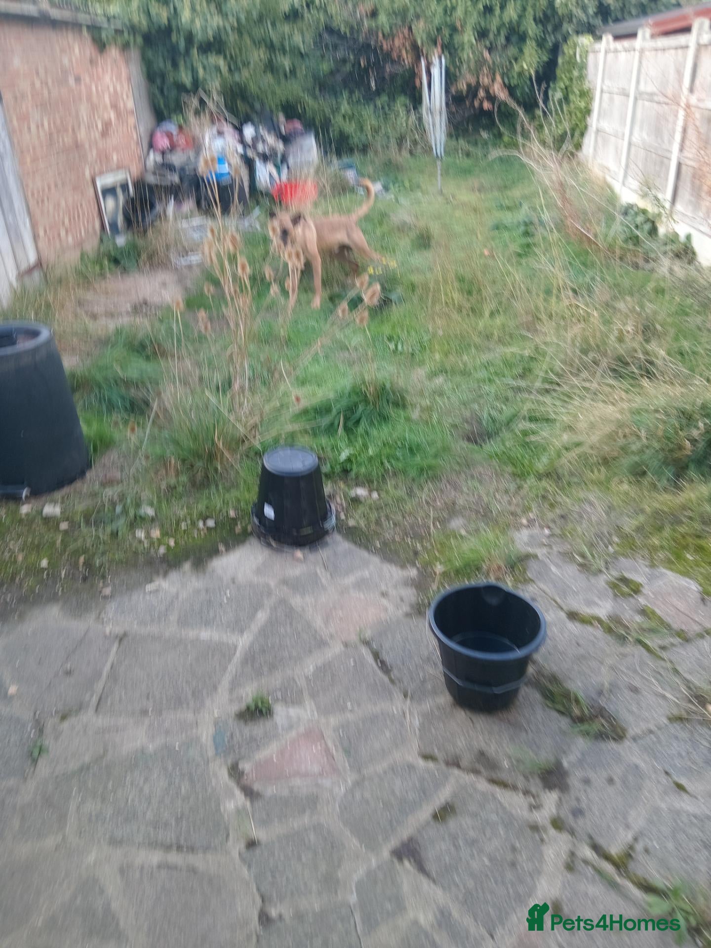 Belgian Shepherd Dog dogs LOVELY FRIENDLY DOG - Advert 1