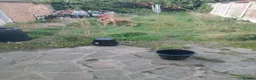 Belgian Shepherd Dog dogs for sale: LOVELY FRIENDLY DOG - Advert 1