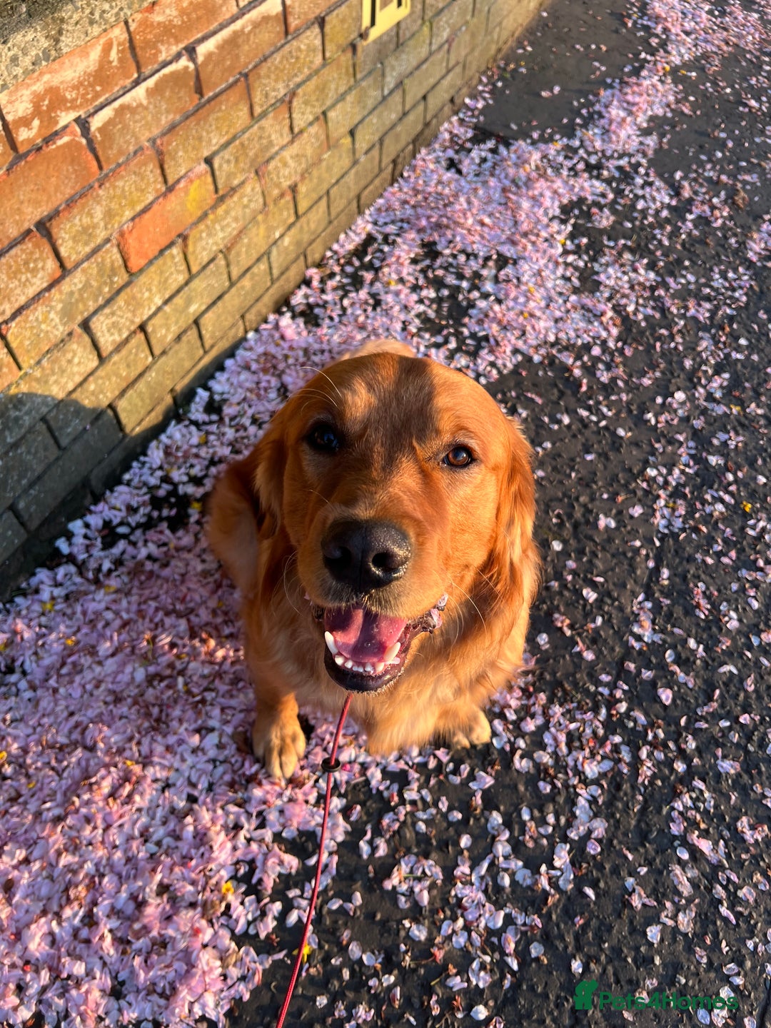 Golden Retriever dogs for stud: Fox red retriever for stud - IKC registered  - Image 4