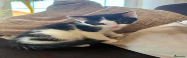Tuxedo Kitten 2