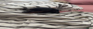 Miniature Dachshund Puppy 1