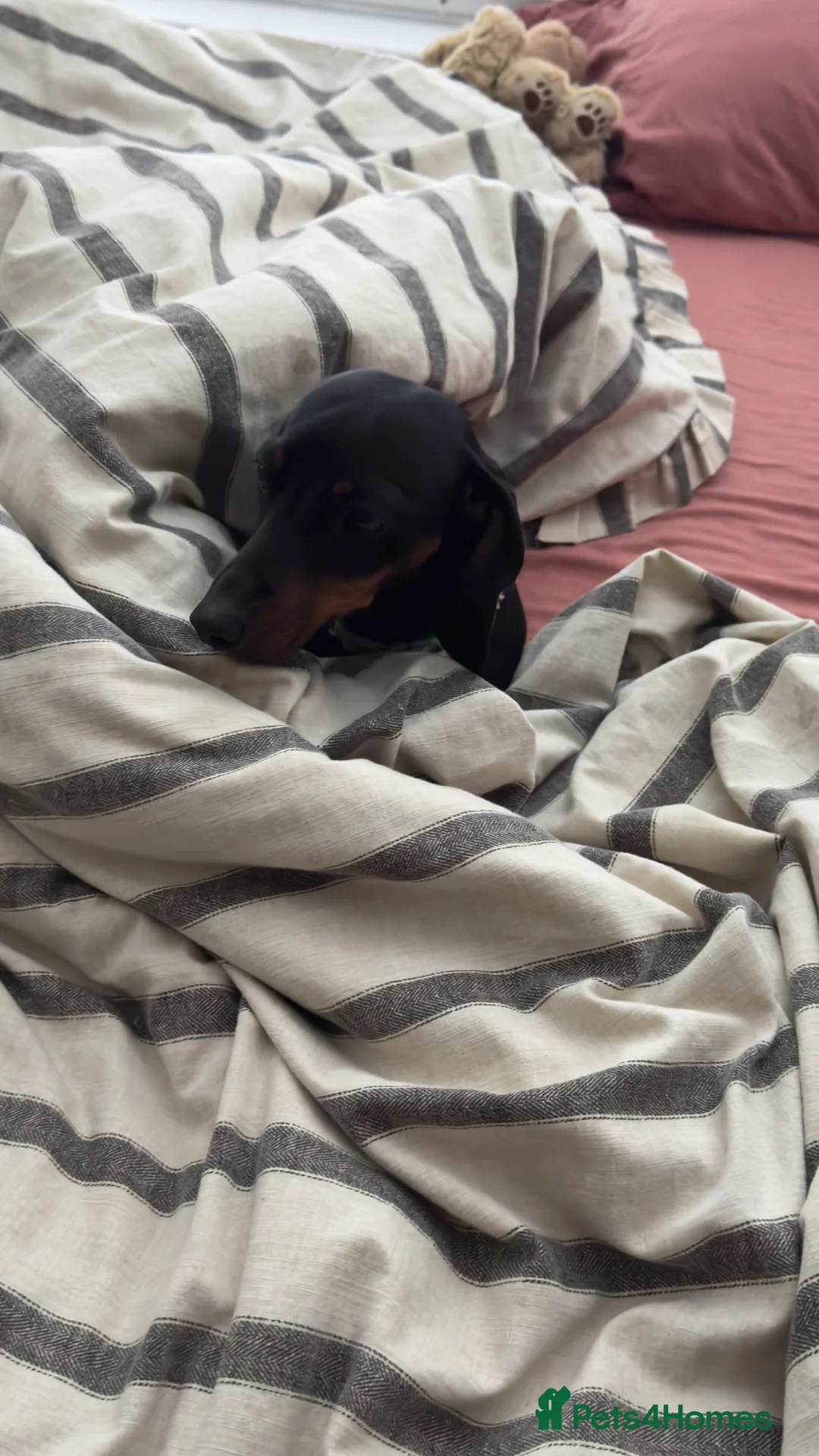 Miniature Dachshund dogs for sale: 2 year old miniature dachshund for sale in Milton Keynes - Advert 2