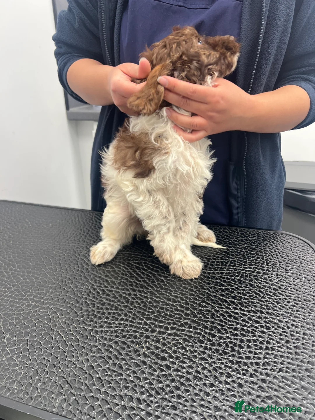 Cockapoo dogs for sale: Last couple of F1s - £450 merle, chocolate, Parti  - Advert 2