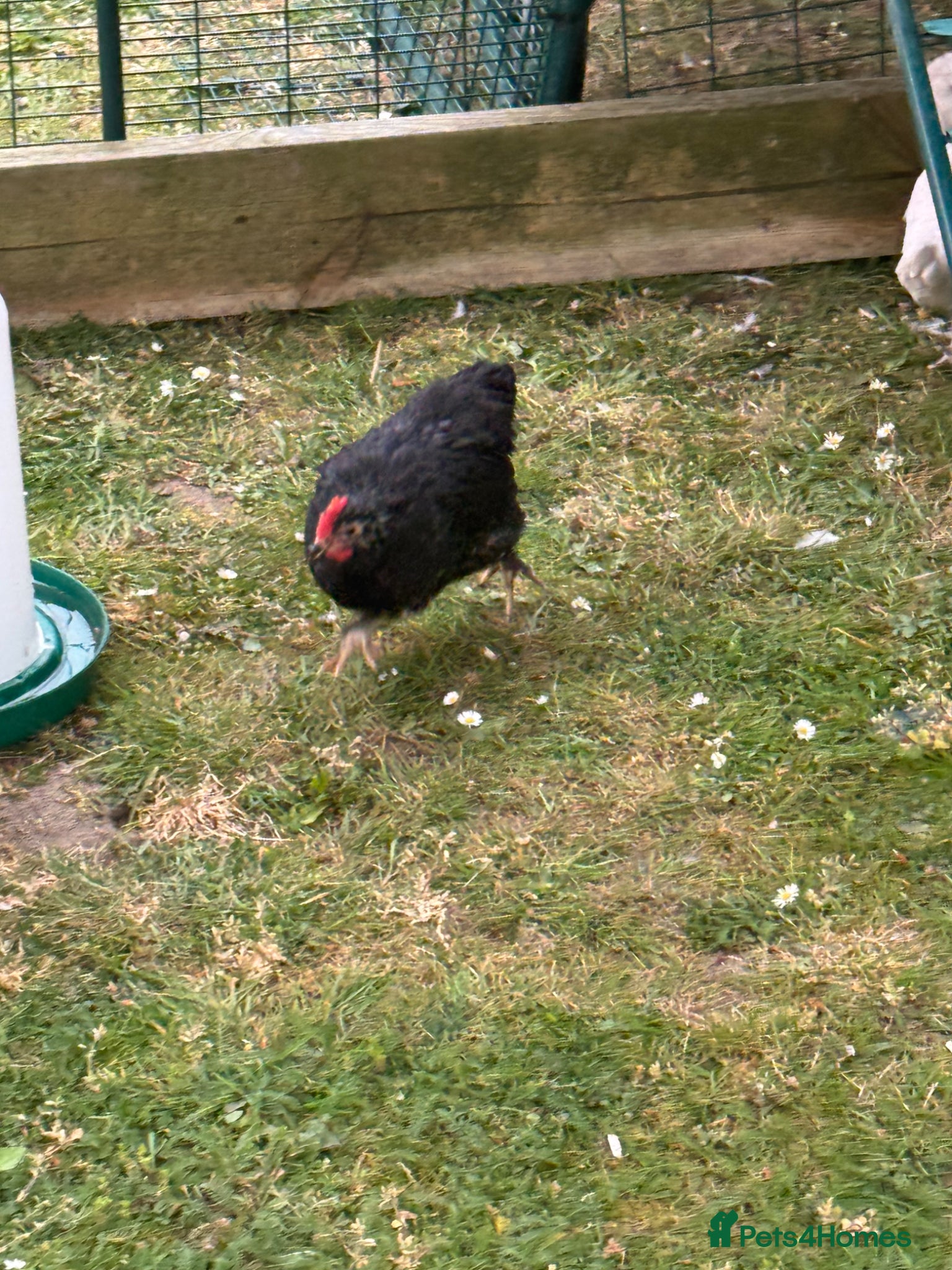 Chickens poultry for sale: Pekin polish barnyard mix cockerel - Advert 4