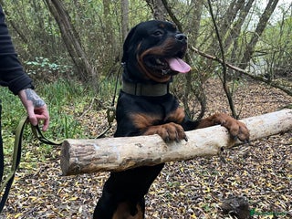 Rottweiler dogs Male Rottweiler For Sale - Advert 1