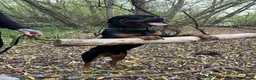 Rottweiler dogs for sale: Male Rottweiler For Sale  - Advert 1