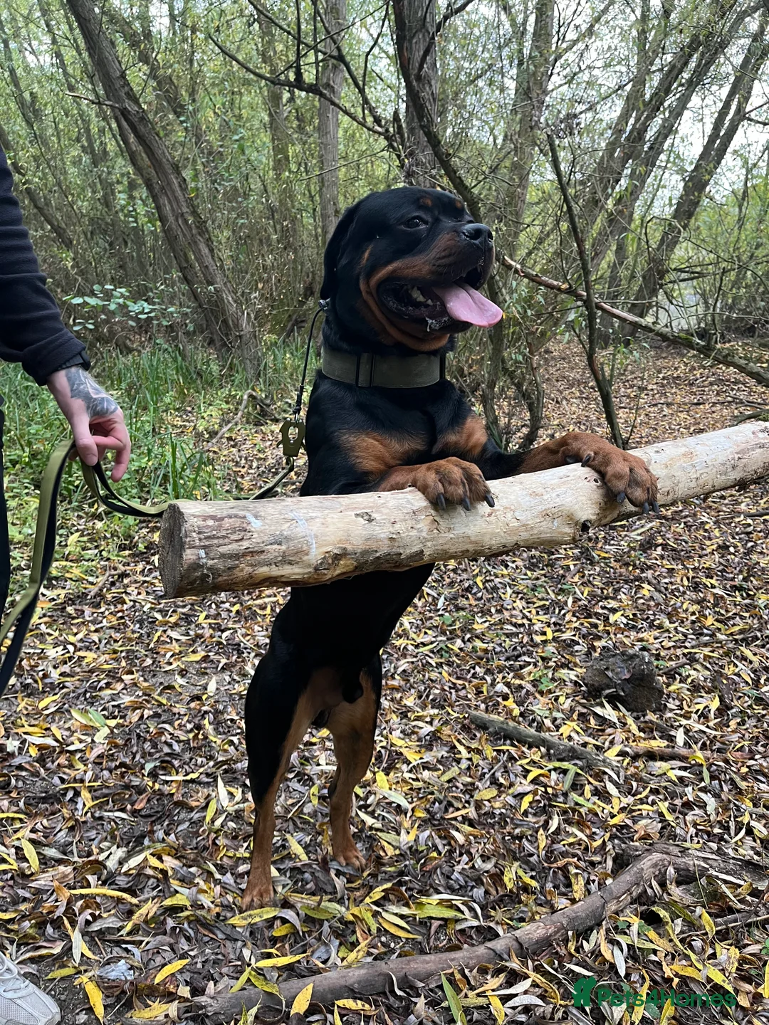 Rottweiler dogs for sale: Male Rottweiler For Sale  - Advert 1