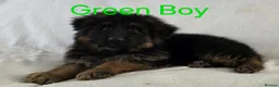 German Shepherd dogs for sale: Gorgeous German Shepherd Puppies For Sale - Advert 12