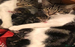 Mixed Breed cats for sale: 4 tabby kittens  - Image 5