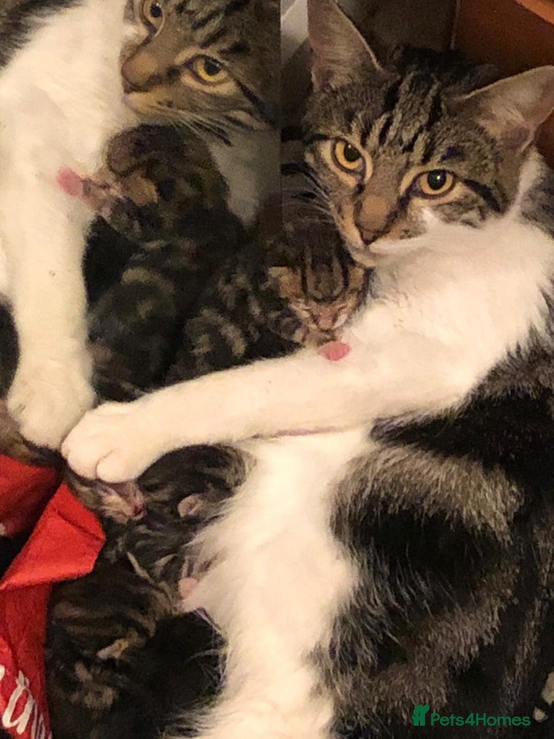 Mixed Breed cats for sale: 4 tabby kittens  - Image 5