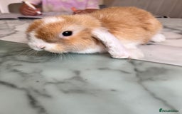 Mini Lop rabbits for sale: Beautiful mini lop rabbits - Image 10