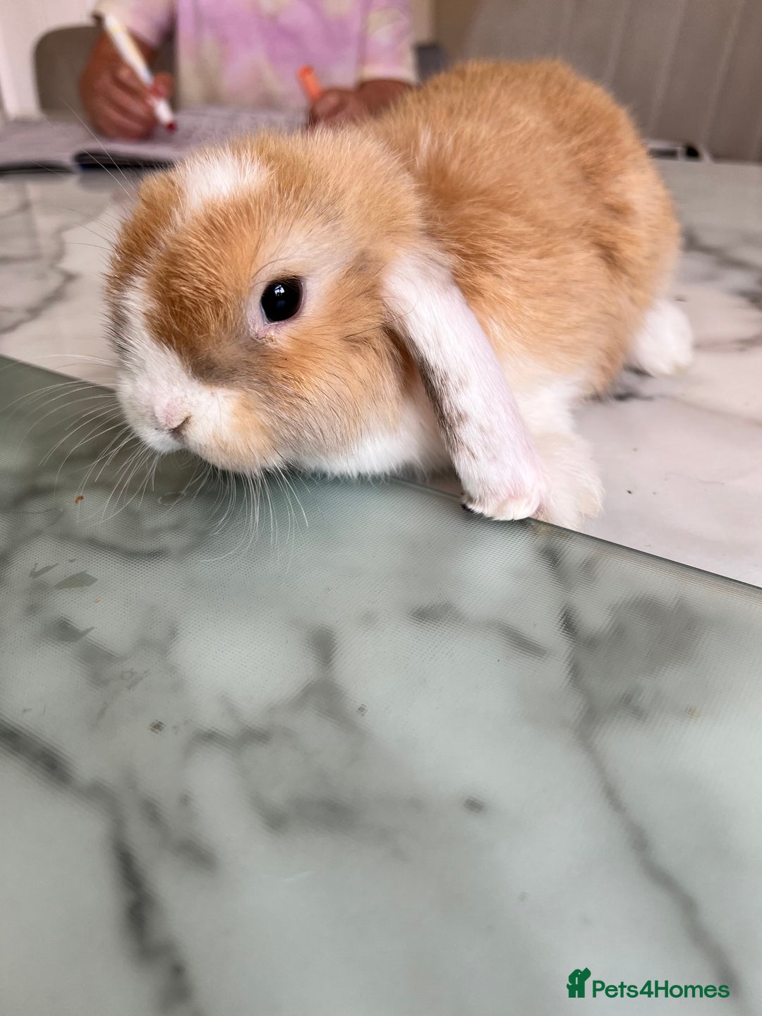 Mini Lop rabbits for sale: Beautiful mini lop rabbits - Image 10