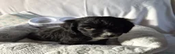 Cocker Spaniel dogs for sale: Cocker spaniel puppies - Advert 4