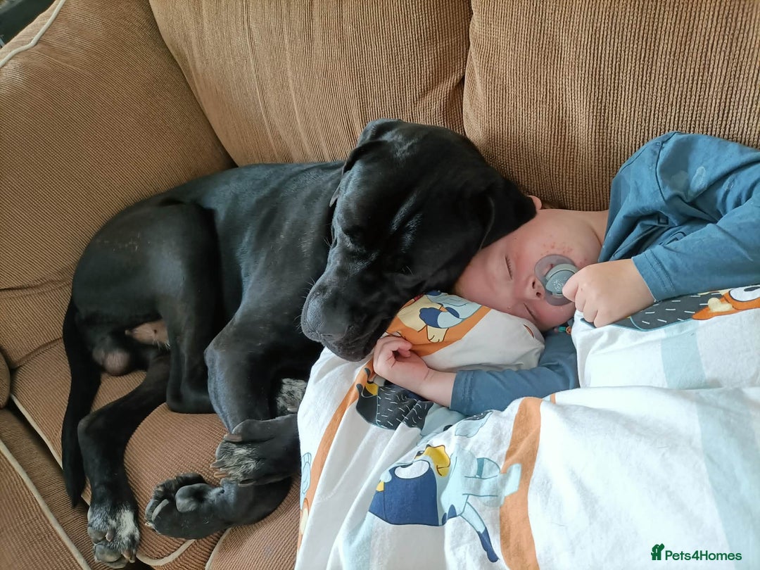 Cane Corso dogs for sale: Cane Corso Italian mastiff (please read) - Advert 4