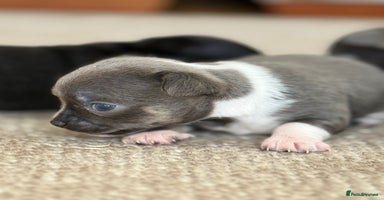 Chihuahua dogs - Advert 8