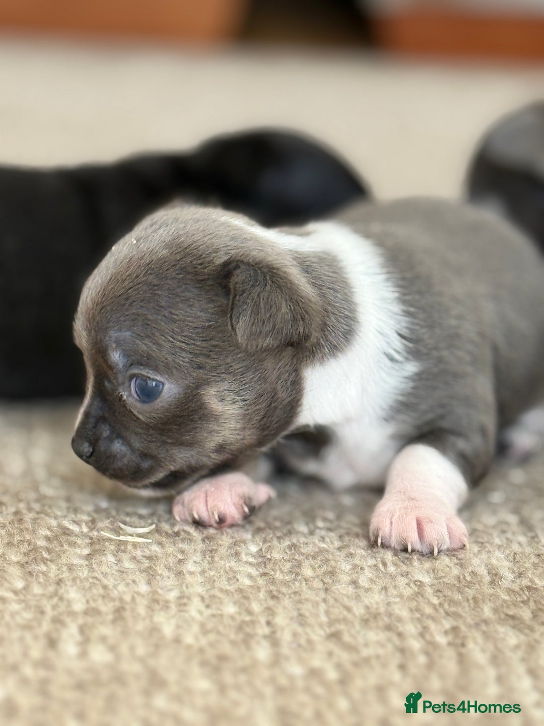 Chihuahua dogs for sale: ✨ Lilac Baby Girl with blue eyes  - Image 3