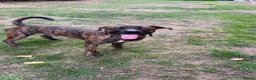 Belgian Shepherd Dog dogs for stud: belgian malinois X american staff - Advert 4