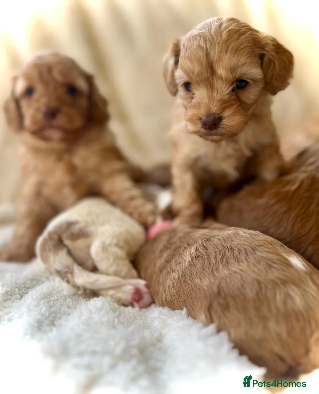 Cavapoo dogs for sale: F1b Toy cavapoo puppies Extensively health tested  - Advert 17