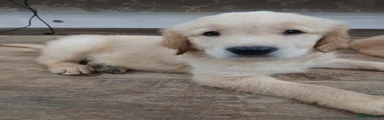 Golden Retriever 1