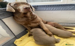 Labrador Retriever dogs for sale: Stunning kc silver Labradors  - Image 19