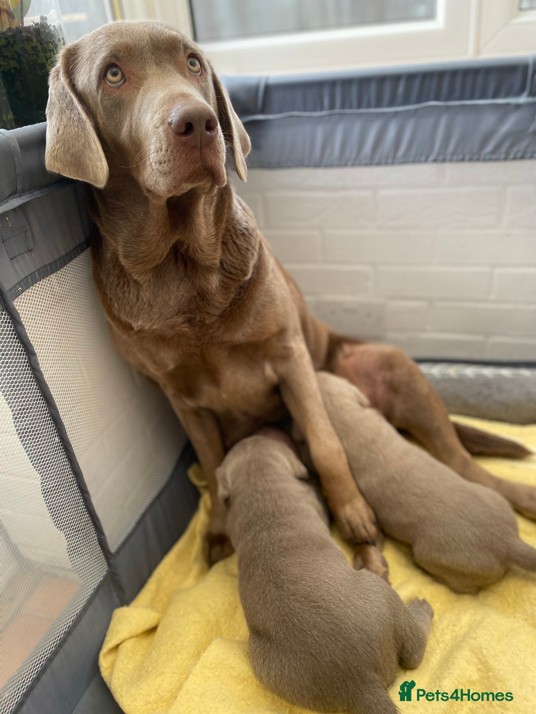 Labrador Retriever dogs for sale: Stunning kc silver Labradors  - Image 19
