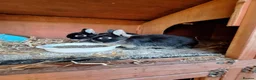Netherland Dwarf rabbits for sale: Netherland Dwarf rabbits - Advert 9