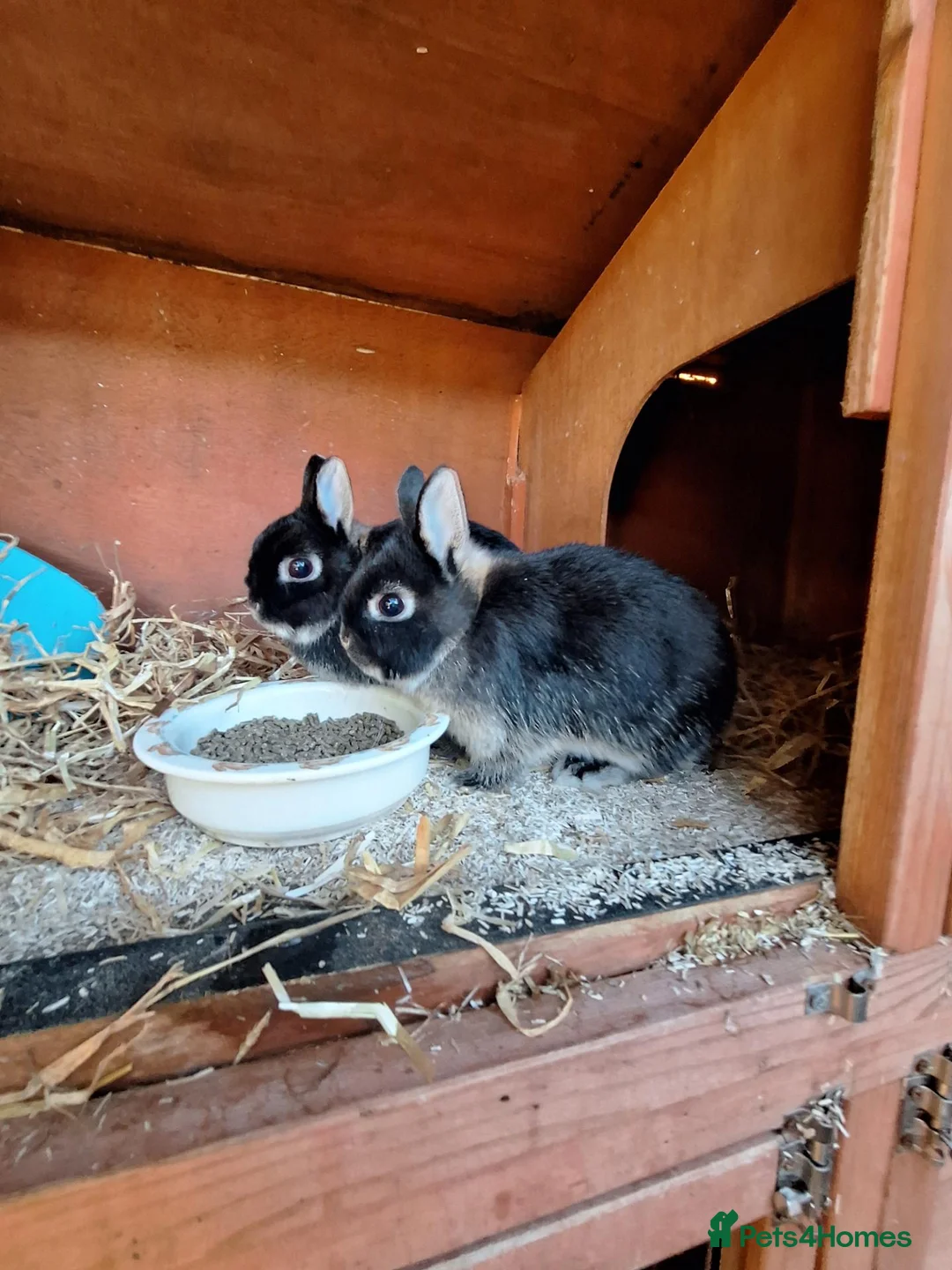 Netherland Dwarf rabbits for sale: Netherland Dwarf rabbits - Advert 9
