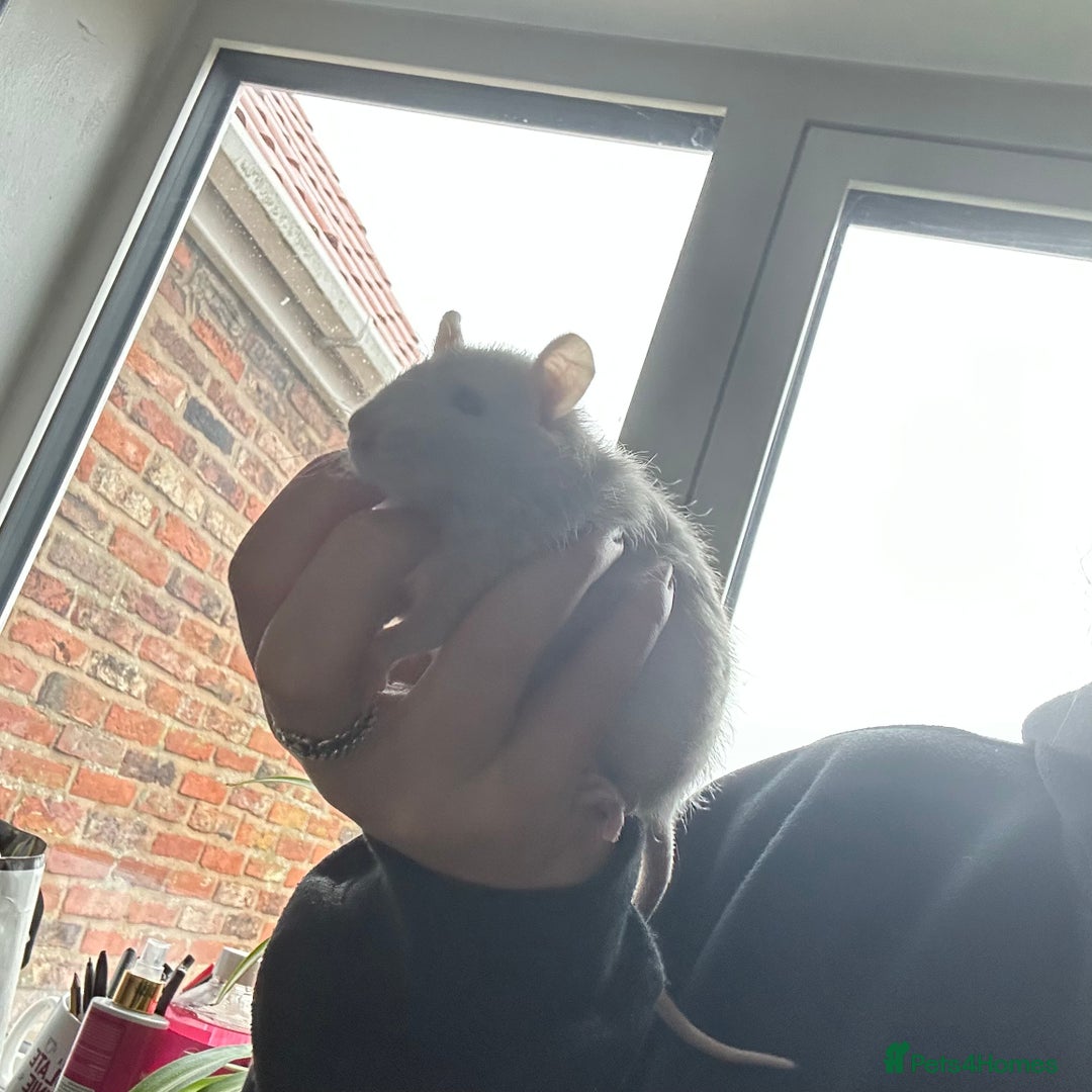 Rat rodents for sale: two loving girls for sale 🩷 - Advert 2