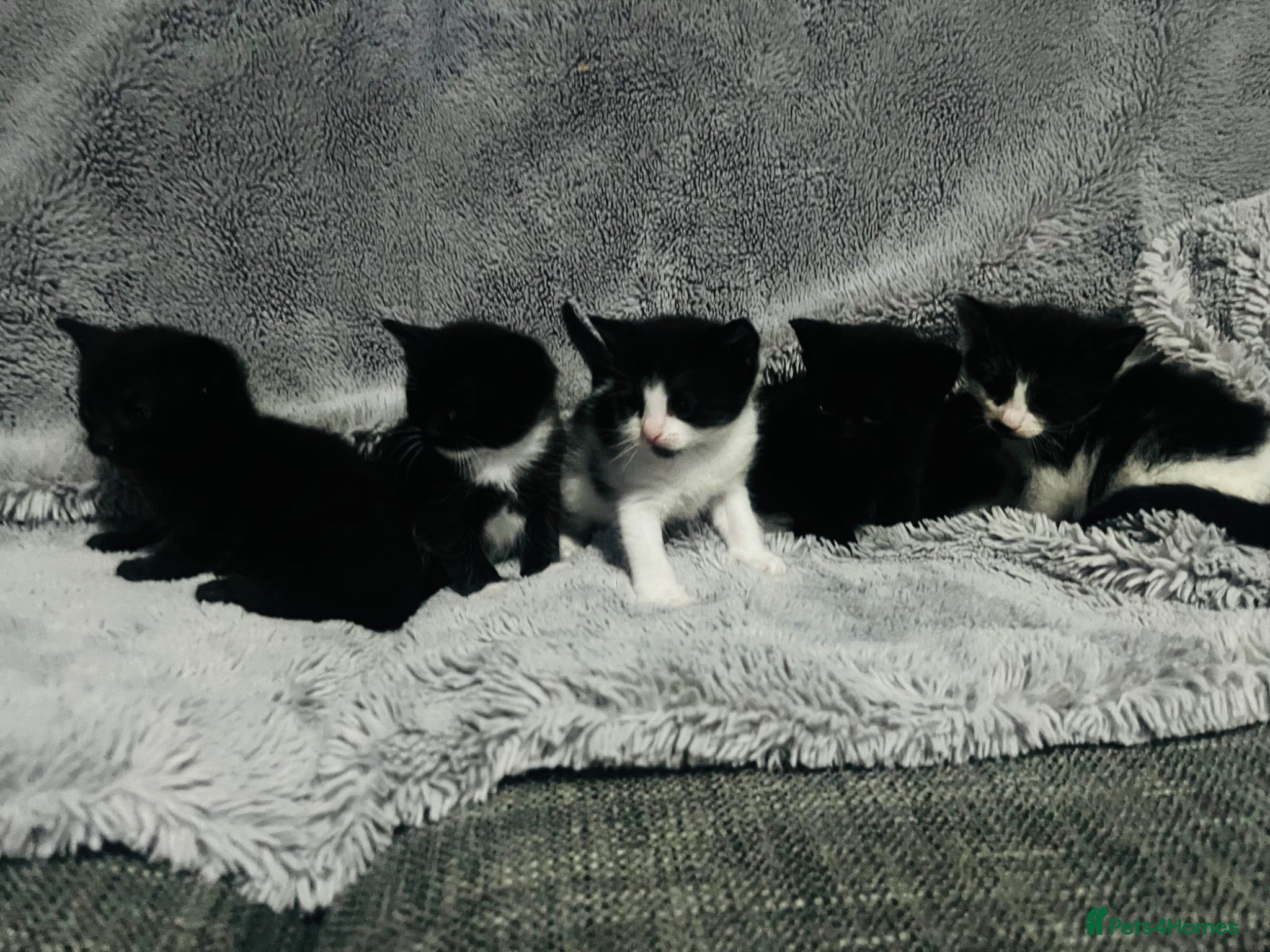Mixed Breed cats Half Russian blue kittens  - Advert 5
