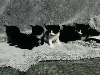 Mixed Breed cats Half Russian blue kittens - Advert 5