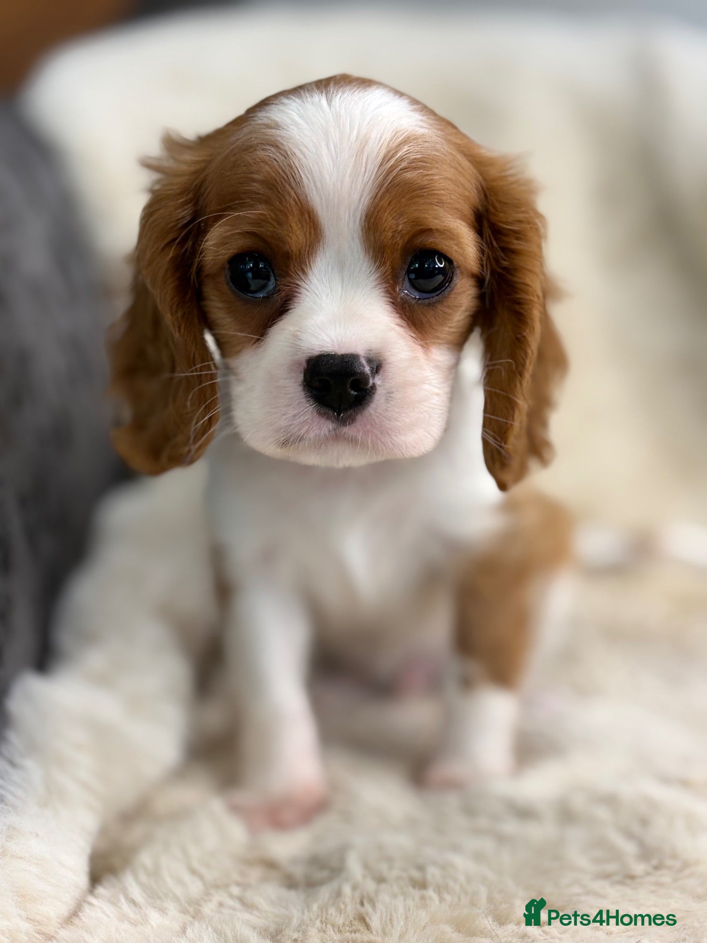 Cavalier King Charles Spaniel dogs Beautiful cavalier King Charles puppies  - Advert 2