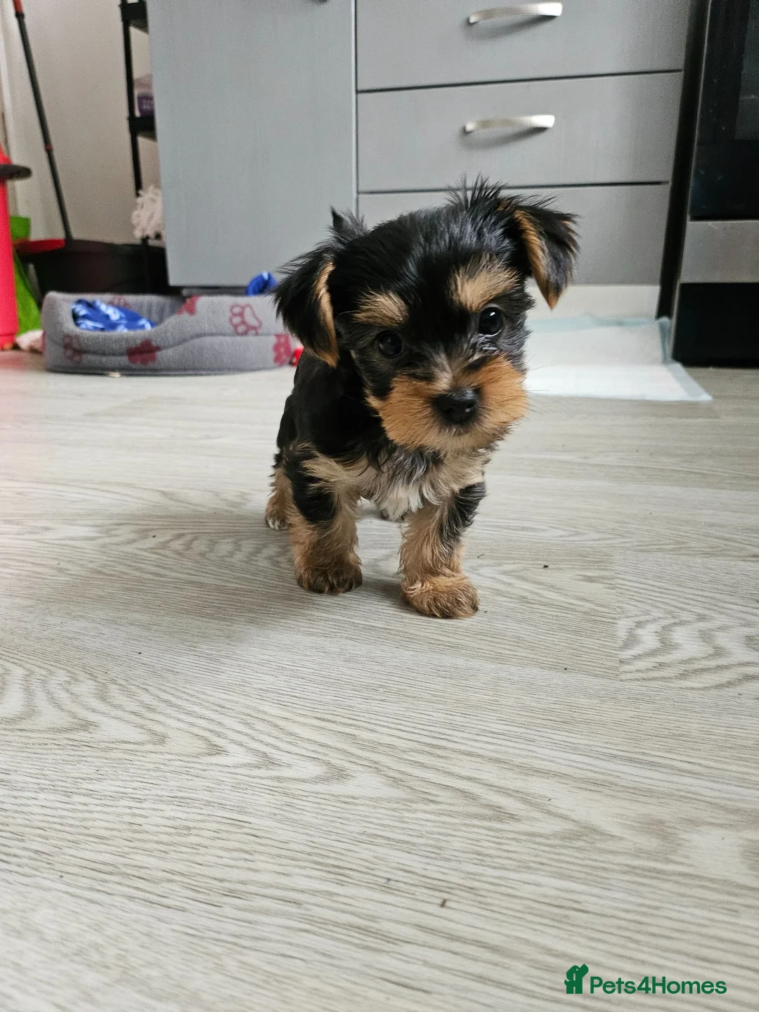 Yorkshire Terrier dogs for sale: Beautiful Mini Yorkshire Terrier Puppies  - Advert 1