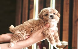Maltipoo dogs for sale: Maltipoo mini boys and girls - Image 3