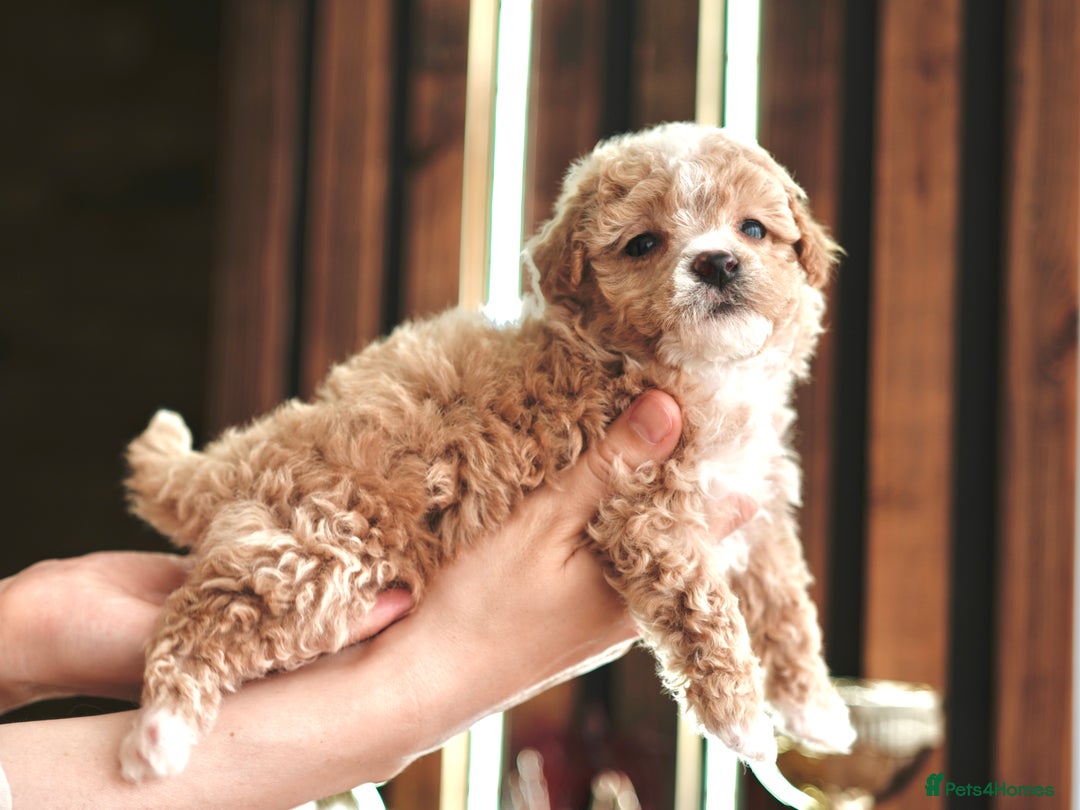 Maltipoo dogs for sale: Maltipoo mini boys and girls - Image 3