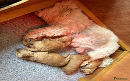 Cavachon dogs for sale: Gorgeous Cavapoochon’s Light Fox Red. - Image 11