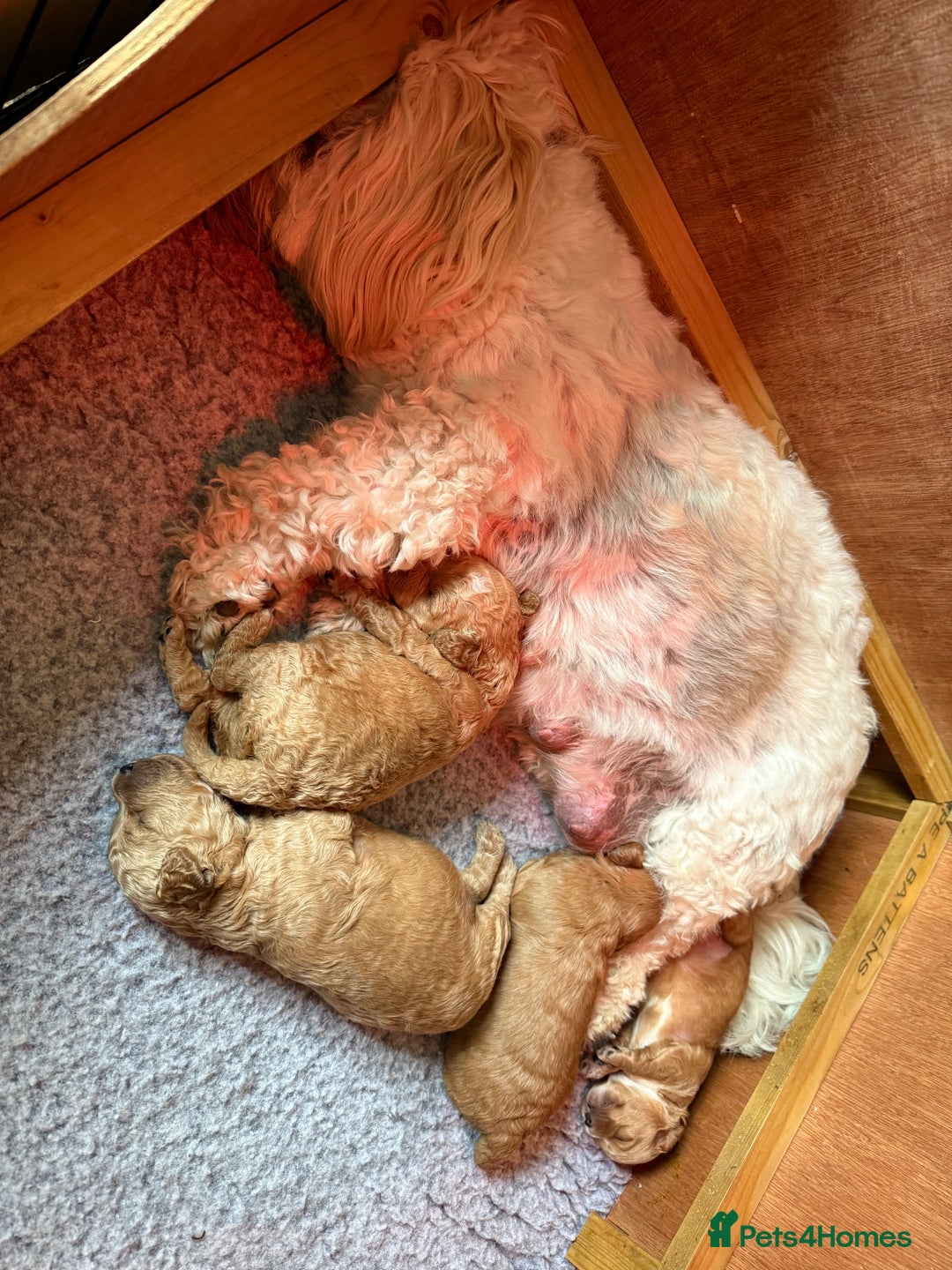 Cavachon dogs for sale: Gorgeous Cavapoochon’s Light Fox Red. - Image 11