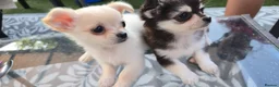 Chihuahua dogs for sale: Rare chihuahua husky markings for sale - Advert 4