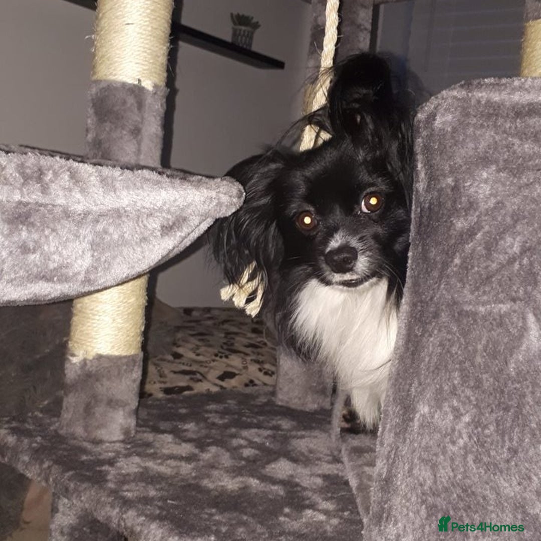 Mixed Breed dogs for sale: Amazing papillon cross  puppies. Ready to go. - Image 3