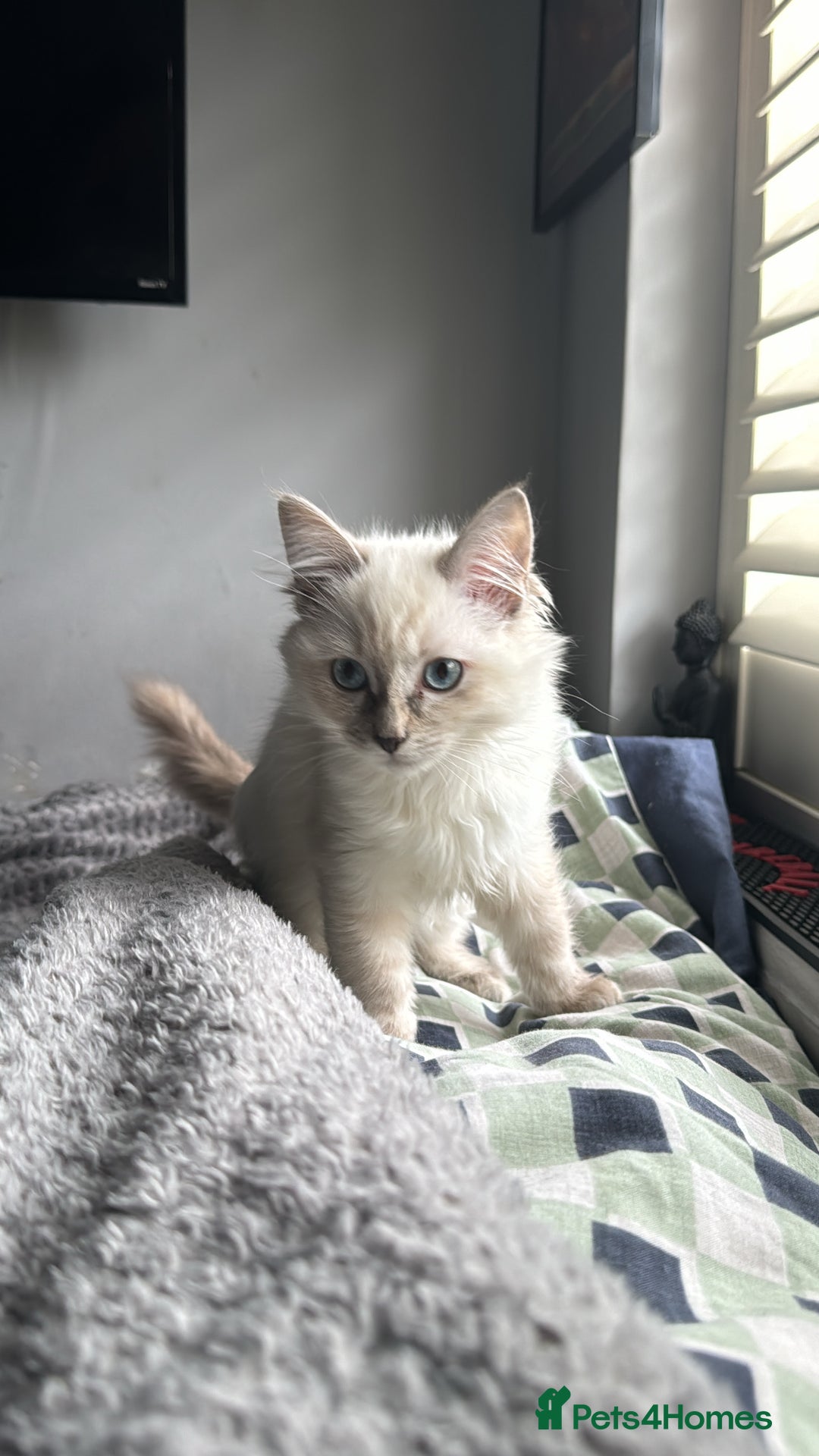 Ragdoll cats for sale: 2 Ragdoll babies available… NOW  - Advert 10