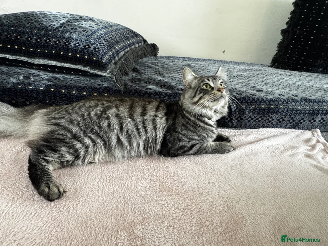 British Longhair cats for sale: British longhair and shorthair kittens - Advert 8